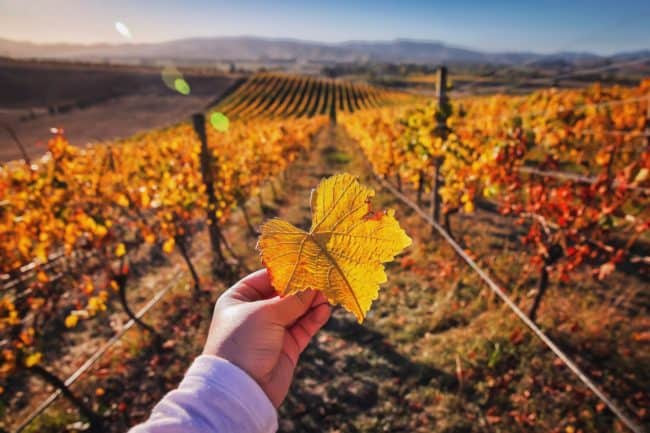 Autumn new zealand