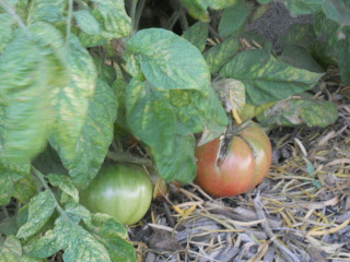 Spring Garden 2012 Heirloom Tomatoes