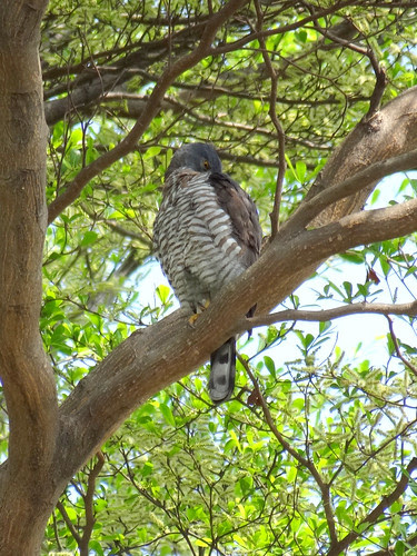 鳳頭蒼鷹/無限台南