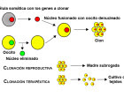 Clonación celular: dos vías distanciadas
