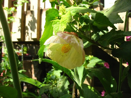 Abutilon