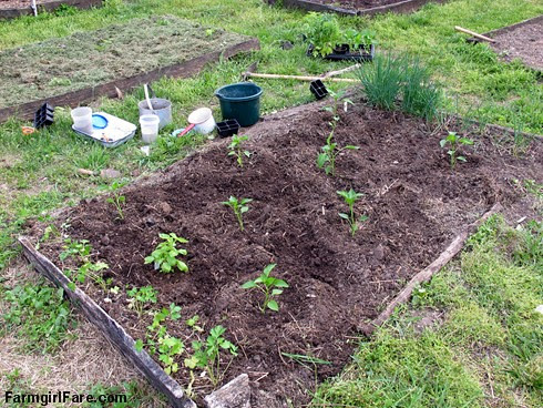 Planting peppers, basil, chives, and parsley seedlings in the kitchen garden, April 2012 - FarmgirlFare.com