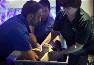 Dr. Yousuf Jafarey, left, Justin Grubb, biologist, center, and Laurie Dixon, senior aquarist, right, take a rescued sea turtle named