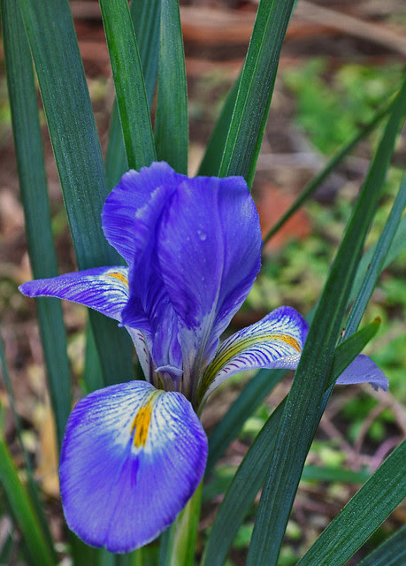 Iris unguicularis
