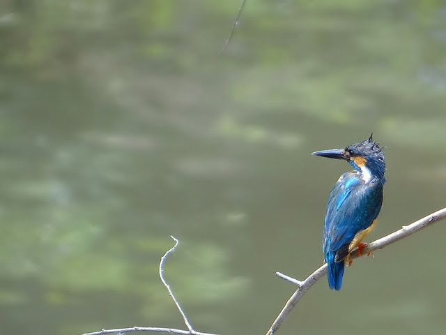 翠鳥/無限台南