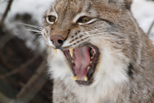Lynx roar by TeryKats