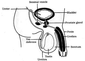 Label Function Male Reproductive System Functions Table - Human Anatomy