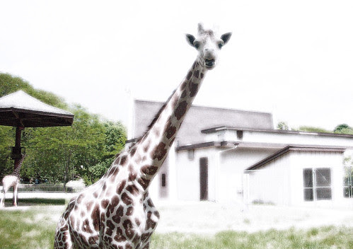 Giraffe Washed Out