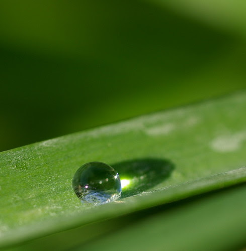 Waterdrop with SMC A 50mm f/2.8 1:2 Macro + cosina 1:1 macro adapter