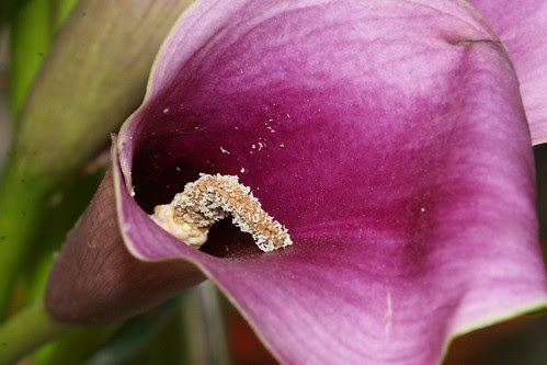 purple calla