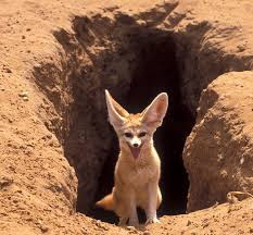 rubah fennec gambar binatang buas, jenis rubah, foto hewan gurun, tanah tandus, keajaibah Alam, hewan yang kuat luar biasa menakjubkan