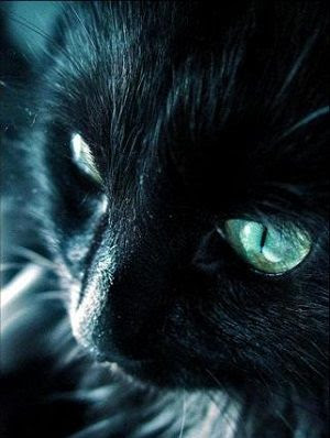 黒猫さんマジかっこいい 厳選黒猫画像枚と黒猫にまつわる話 猫画像まとめ もふぬこ動画 画像