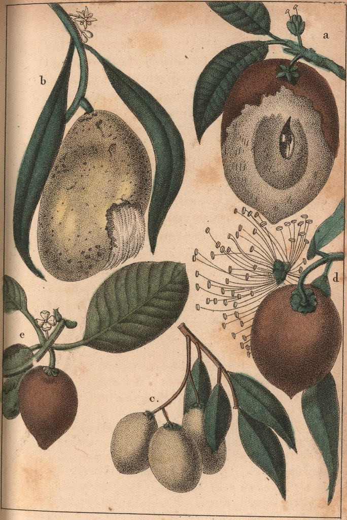a. Sapotille. b. le Mango. c. Cirouelles. d. Pomme rose. e. Fruit du Mombin.