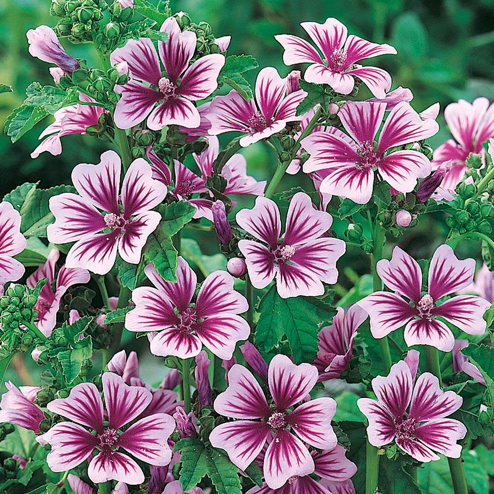 RÖDMALVA 'Zebrina' i gruppen Ettåriga blomsterväxter hos Impecta Fröhandel (8543)