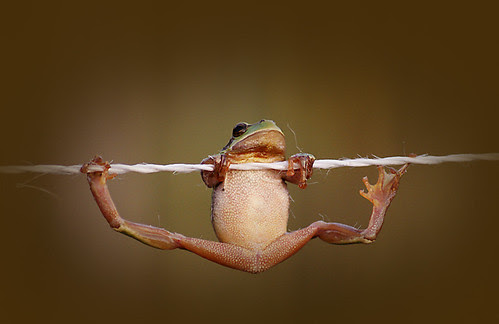 Acrobat frog