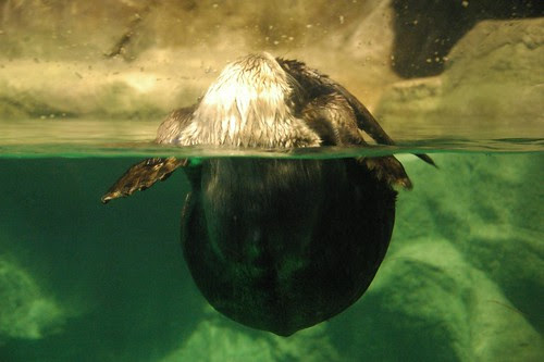 A Ball of Sea Otter