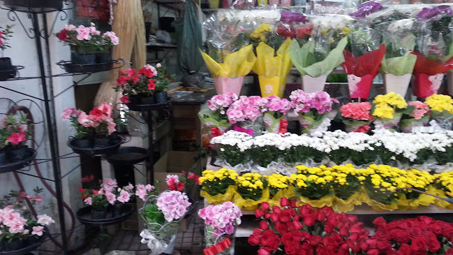 Comentários e avaliações sobre Floricultura Castaldo
