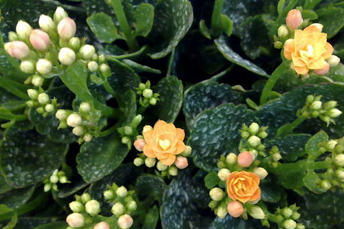 Singapore through my N97: Beautiful flowers in the Chinese New Year