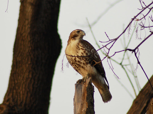 Juvenile Red-Tail on Central Park's Great Hill