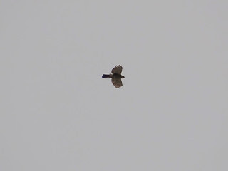 鳳頭蒼鷹/無限台南