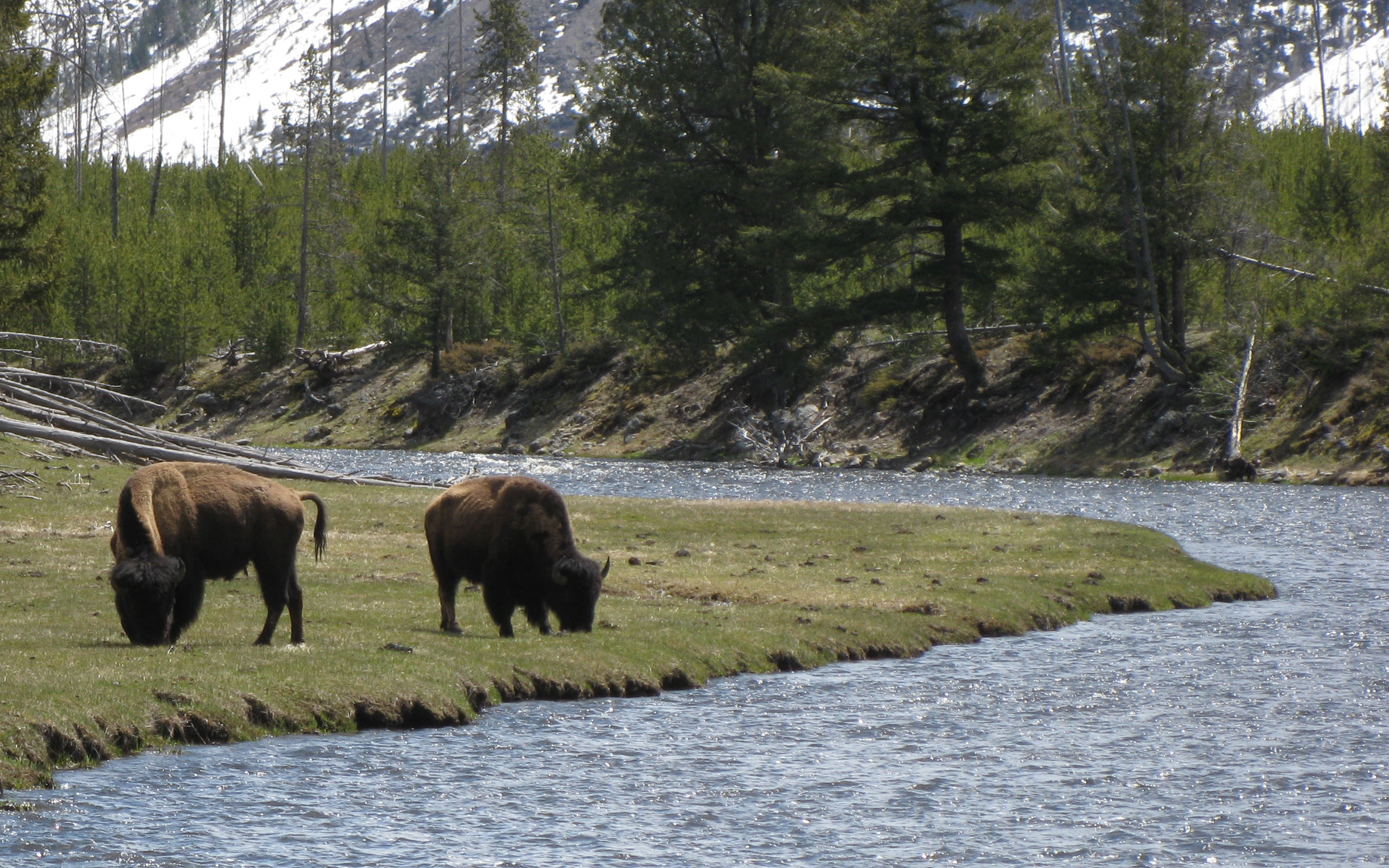 TOM CLARK: American Bison