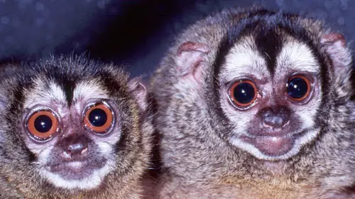 Douroucouli1 10 Mammals You Never Knew Existed