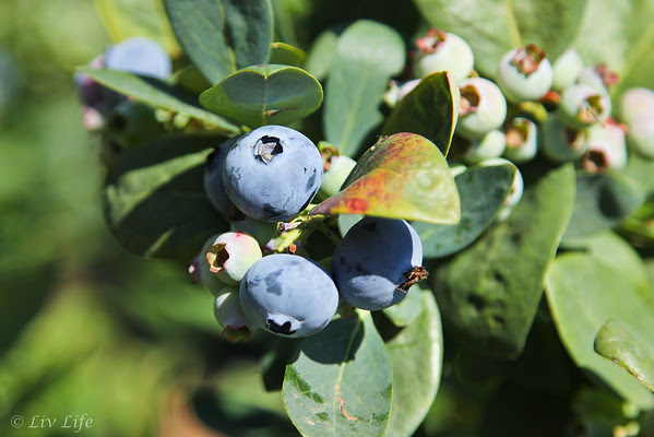 Blueberries - Fairfield Farms U-Pick Organic Blueberries, Pauma Valley, CA