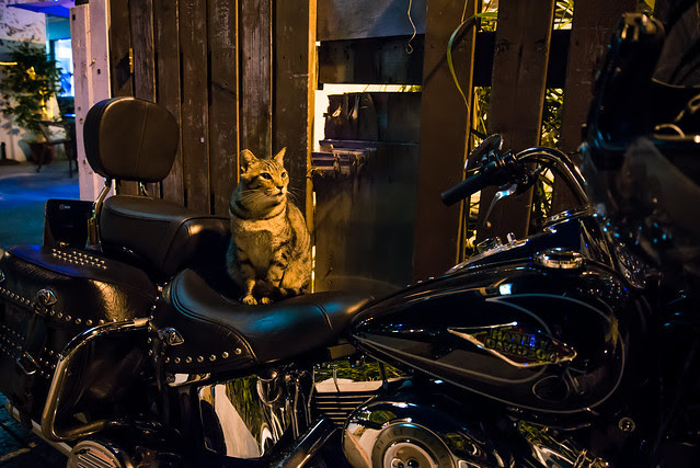 淡水的貓車友 http://farm9.static.flickr.com/8376/8559083279_91c10f60d0_z.jpg