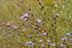 cornflowers