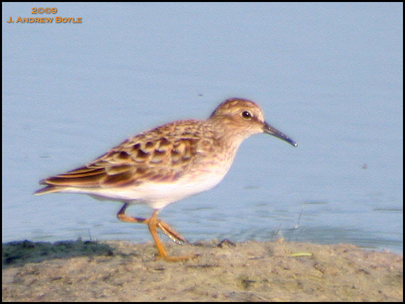 Least Sandpiper