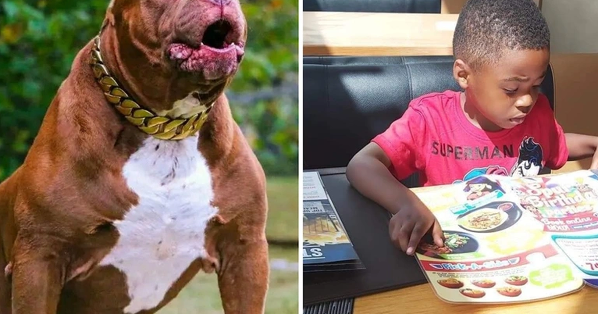 Nam Phi: Thầy cô đau xót khi nam sinh 8 tuổi bị chó pitbull cắn chết