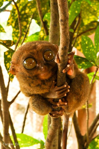 Philippine Tarsier