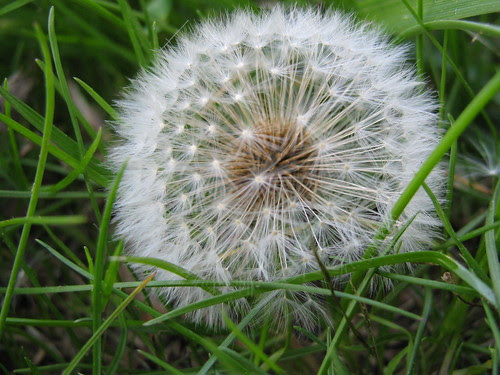 dandelion in seed