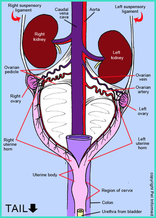 pasa: anatomy female organs