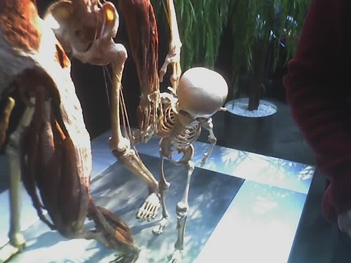 kid skeleton