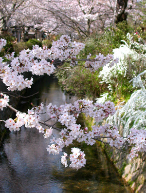 tetsugaku-no michi (philosopher's path)