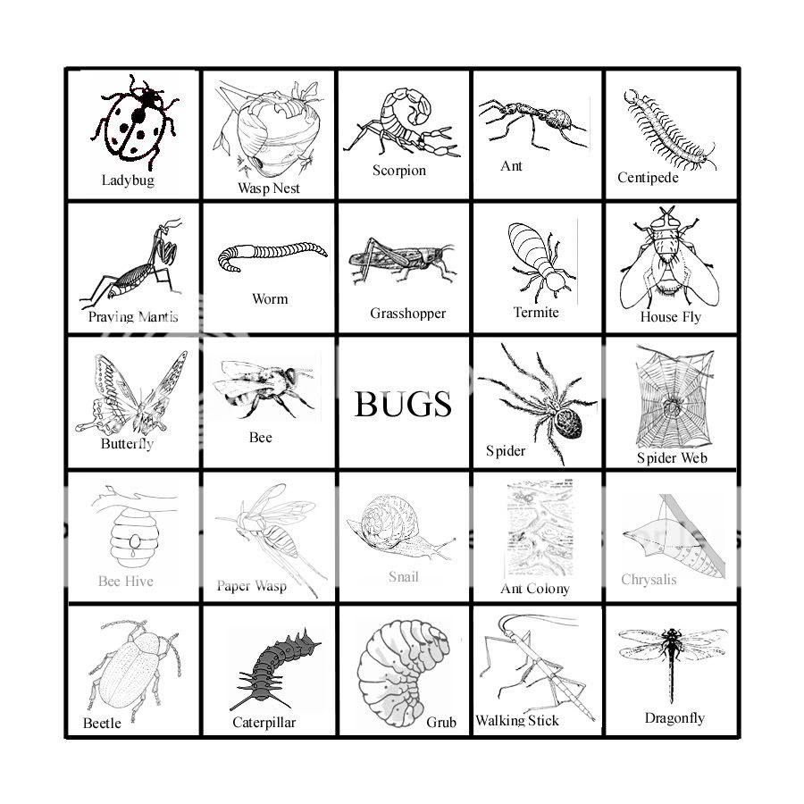 classical-chaos-insect-bingo
