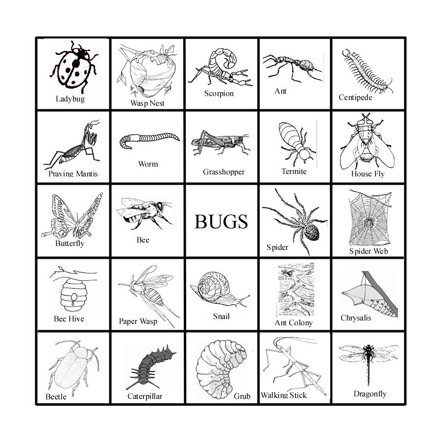 classical-chaos-insect-bingo