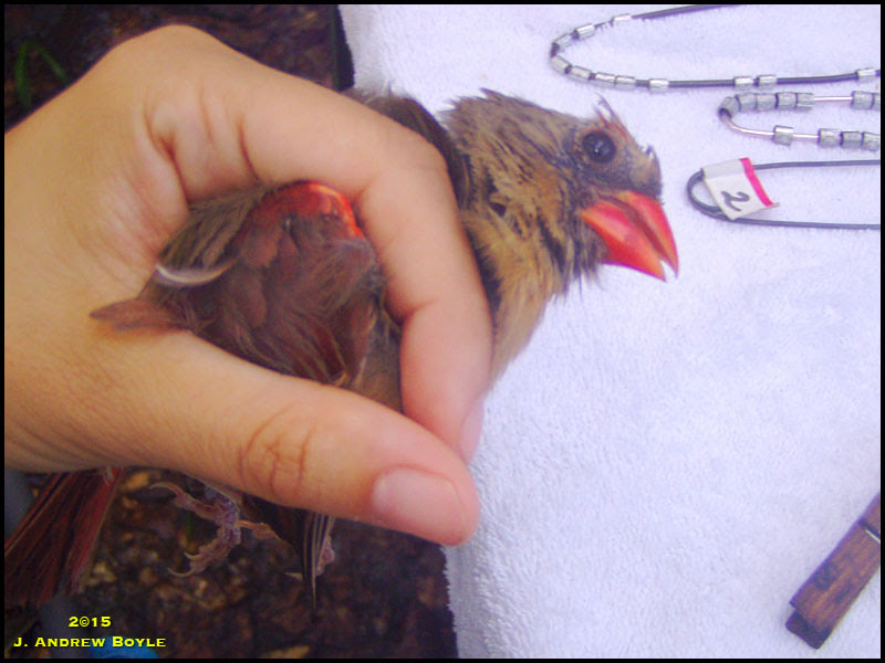 Northern Cardinal Northern Cardinal