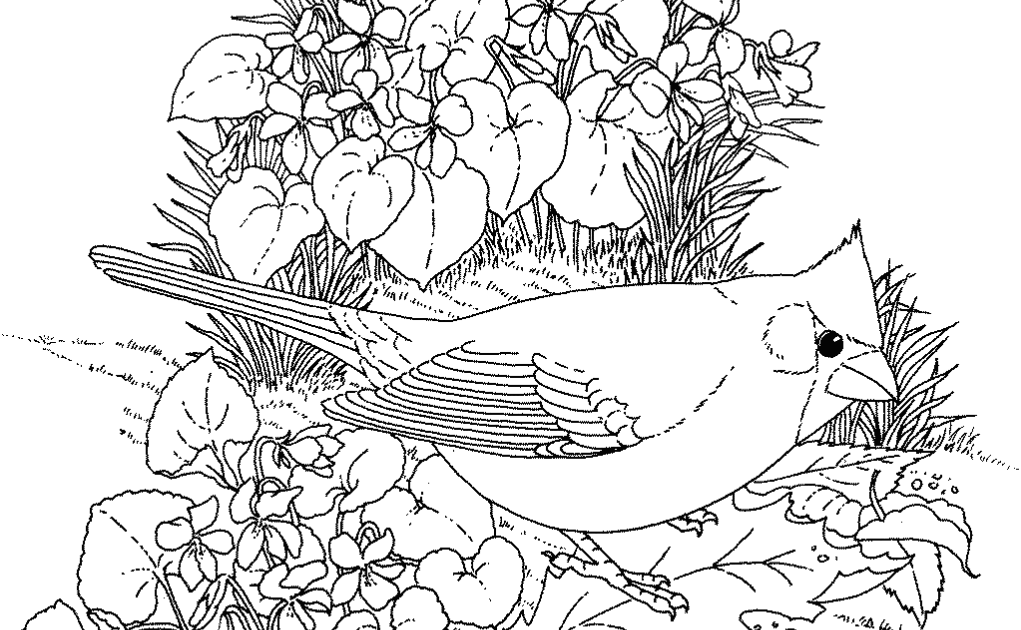 Birds Yellowhammer Coloring Pages - Orlenda Info