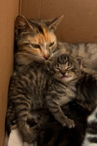 mama cat and happy kitten