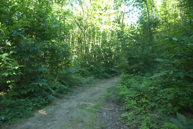 DSC_8147 woodland path