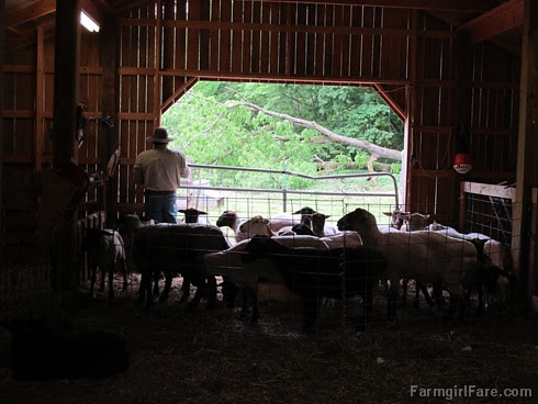 (29-13) The smaller the pen, the easier it is to catch up each sheep - FarmgirlFare.com