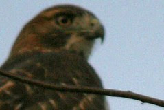 redtail on branch 1