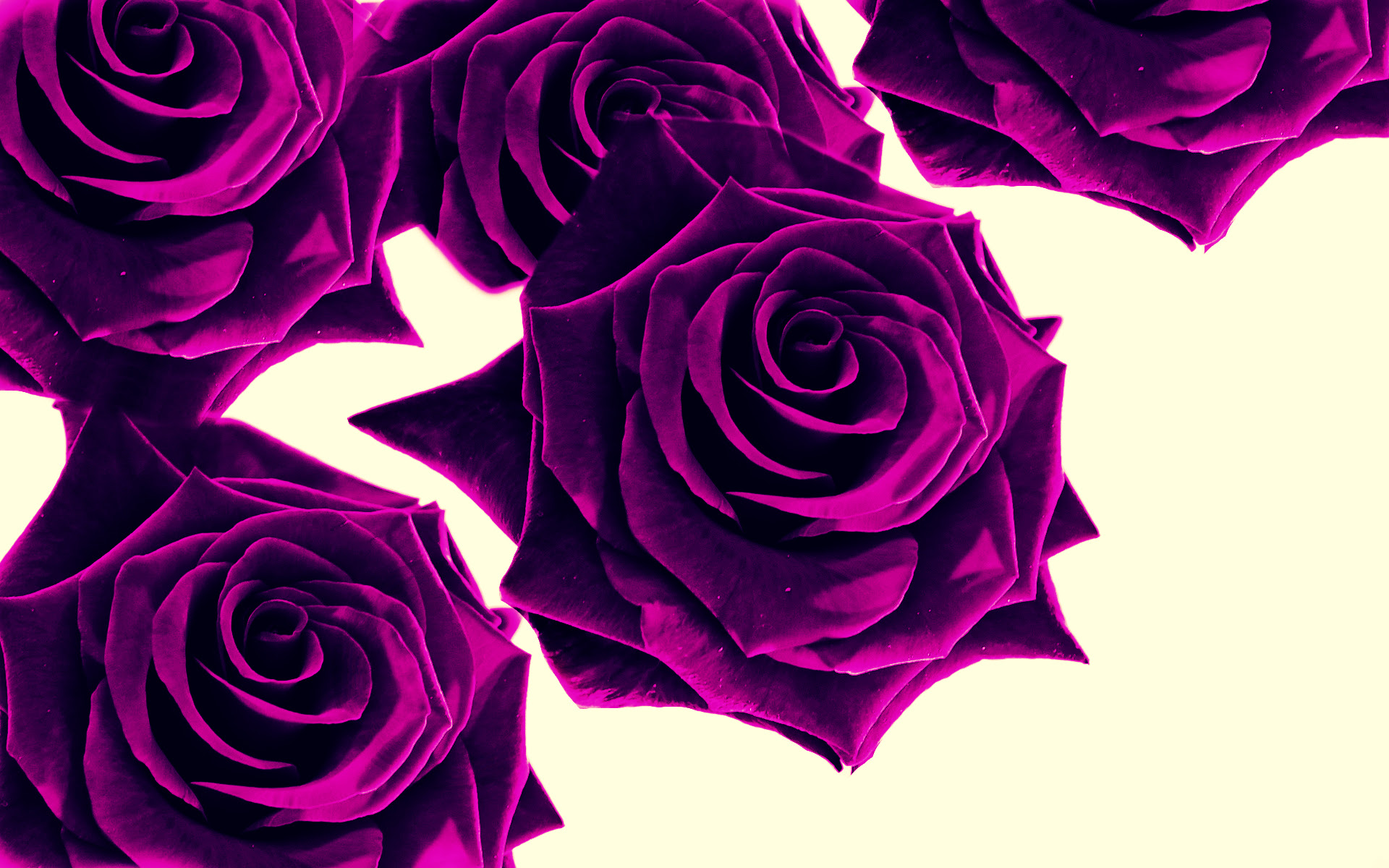 Purple Roses Wallpaper - Wallpaper, High Definition, High ...