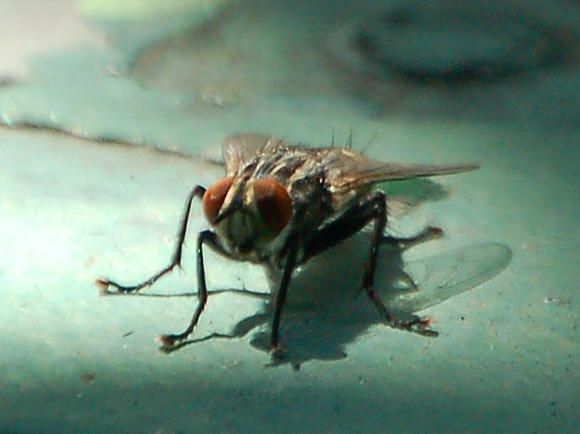Fly study