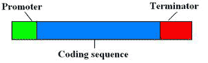 A gene expression cassette,     the genetic engineer’s idea of a gene