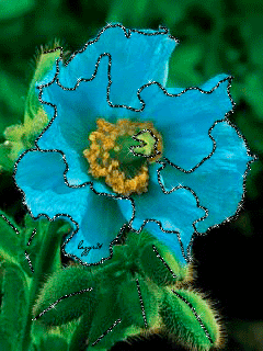 Бирюзовый цветок
