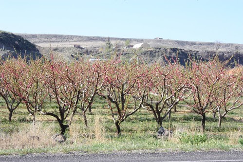 Orchard blooms