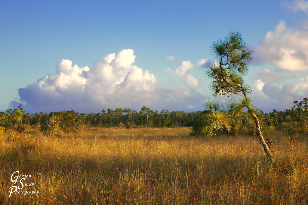 lone pine tree in everglades pine and clouds in everglades florida